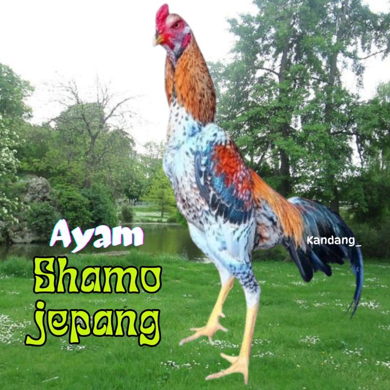 

telur ayam shamo jepang ori bisa di tetaskan