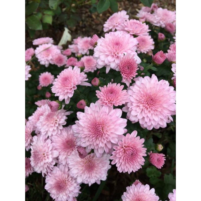 BUNGA KRISAN ASTER | BUNGA POTONG ASTER | BUNGA DEKORASI | BUNGA SEGAR | BUNGA HIAS