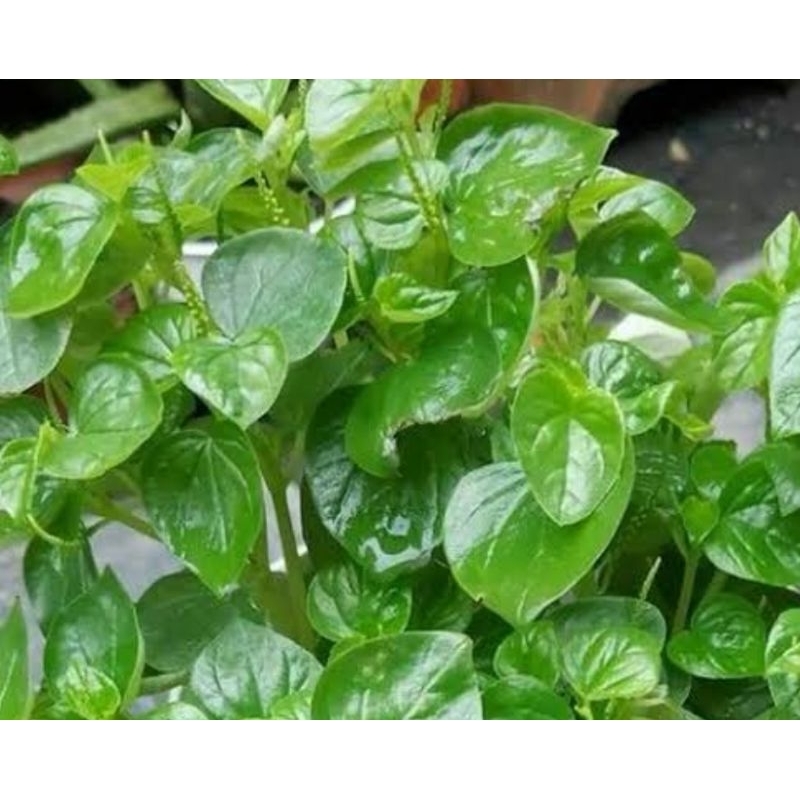 

Daun sirih China per 500 gram daun segar baru petik