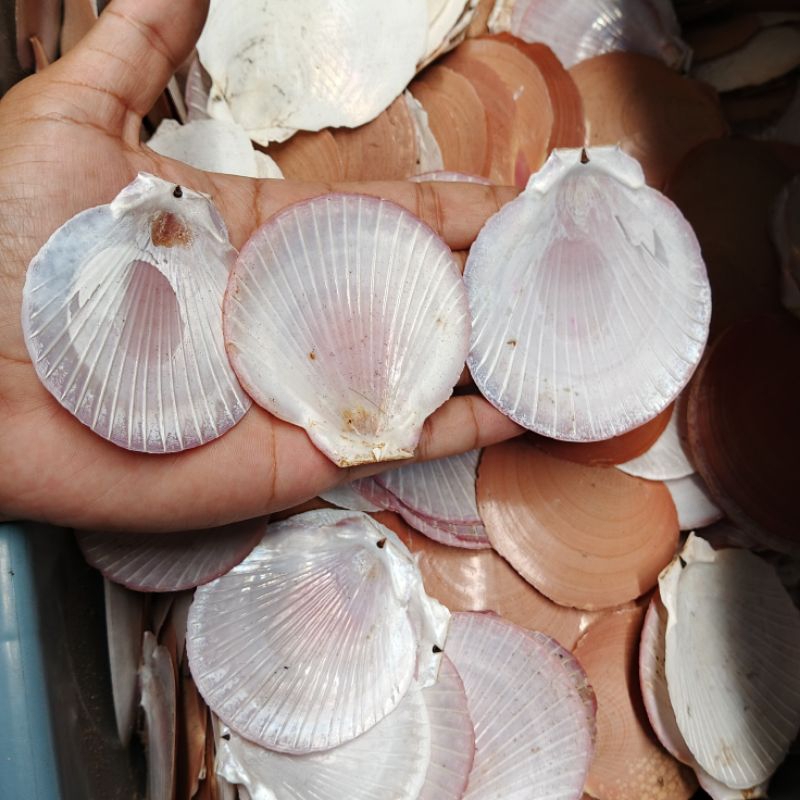 cangkang kerang kipas - kerang kipas eceran - bahan kerajinan - kerang kerajinan