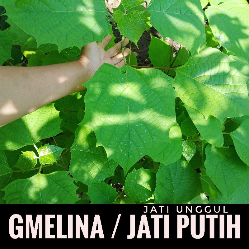Bibit Gmelina / jati putih