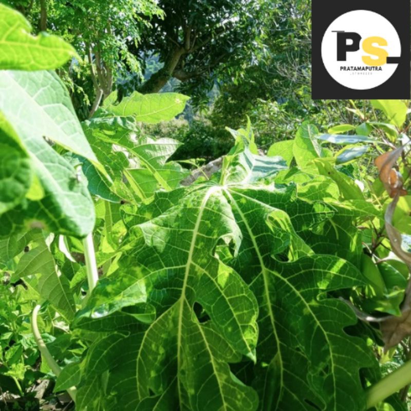 

DAUN PEPAYA SEGAR HARGA PER LEMBAR| DI petik saat dipesan