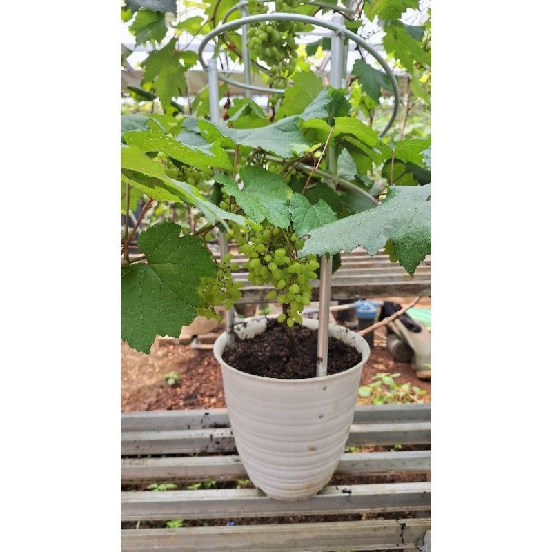 tabulampot anggur spiral pot30