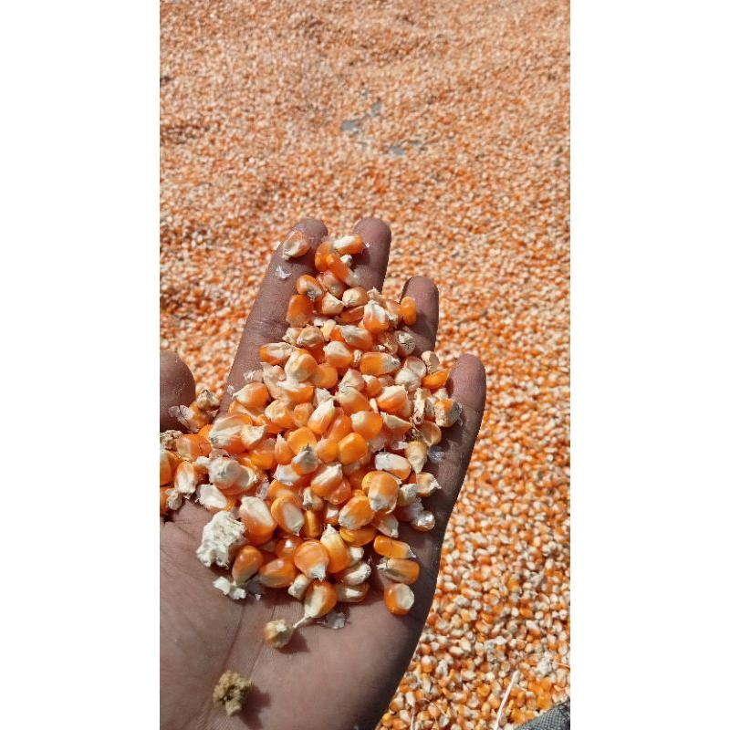 

3Kg Jagung besar Jagung Pipil ter murah di Shopee bagus untuk pakan ternak