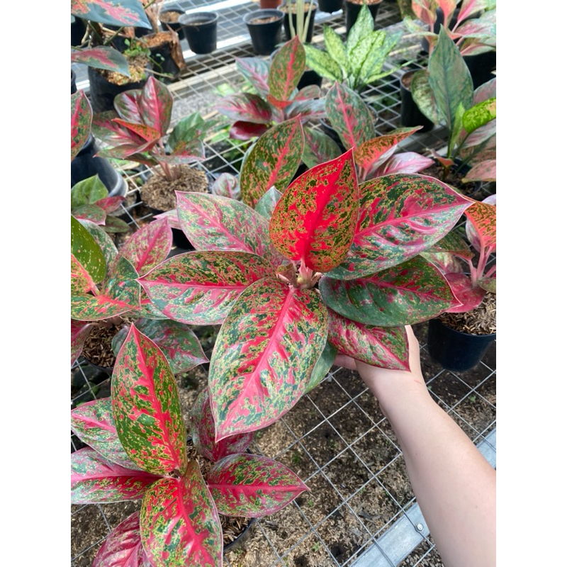 Aglaonema red stardust