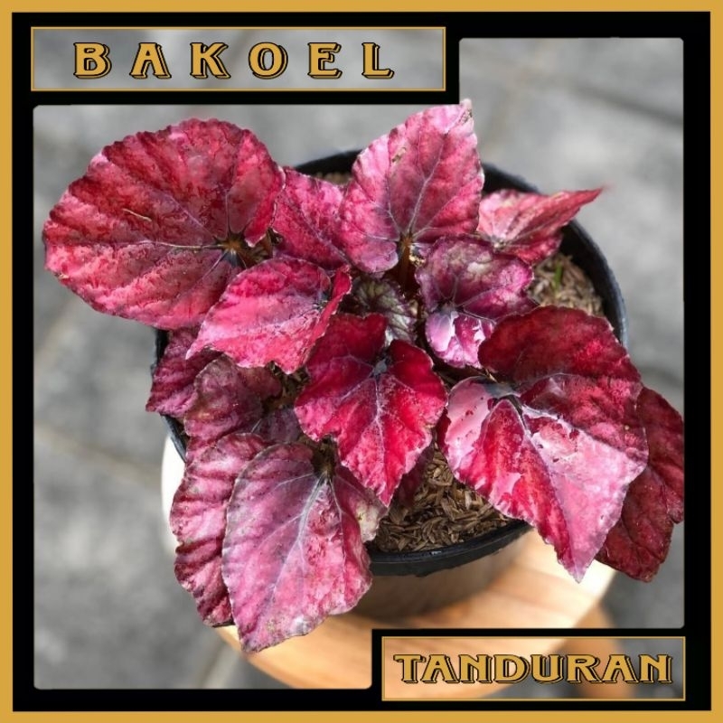 Tanaman Hias Begonia Red Chili