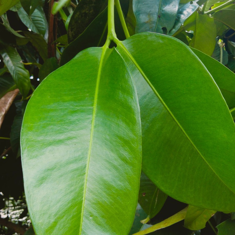 

daun manggis segar super/Daun manggis murah/perpcs/herbal
