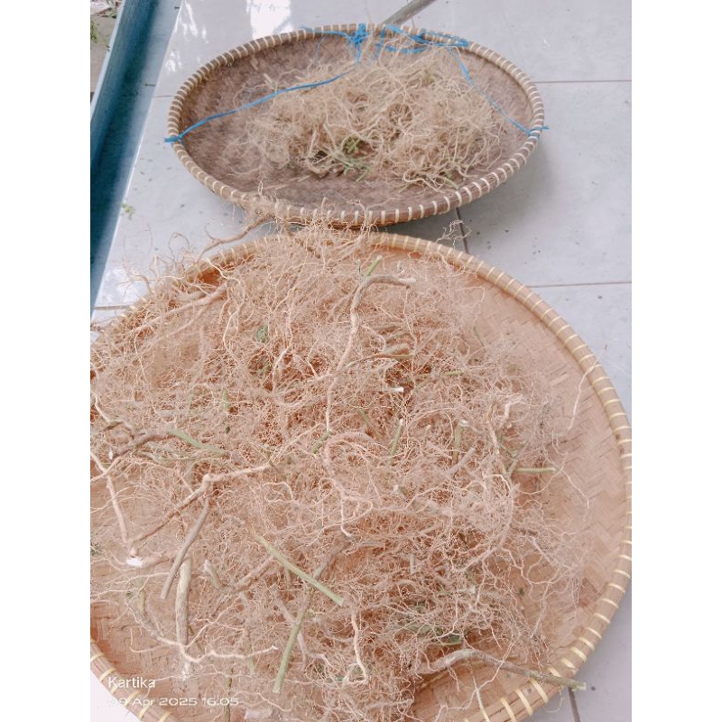 

Akar anting-anting kering obat herbal alami