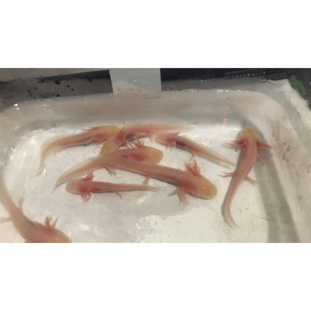 AXOLOTL ALBINO SALAMANDER BERBAGAI UKURAN (mata merah)