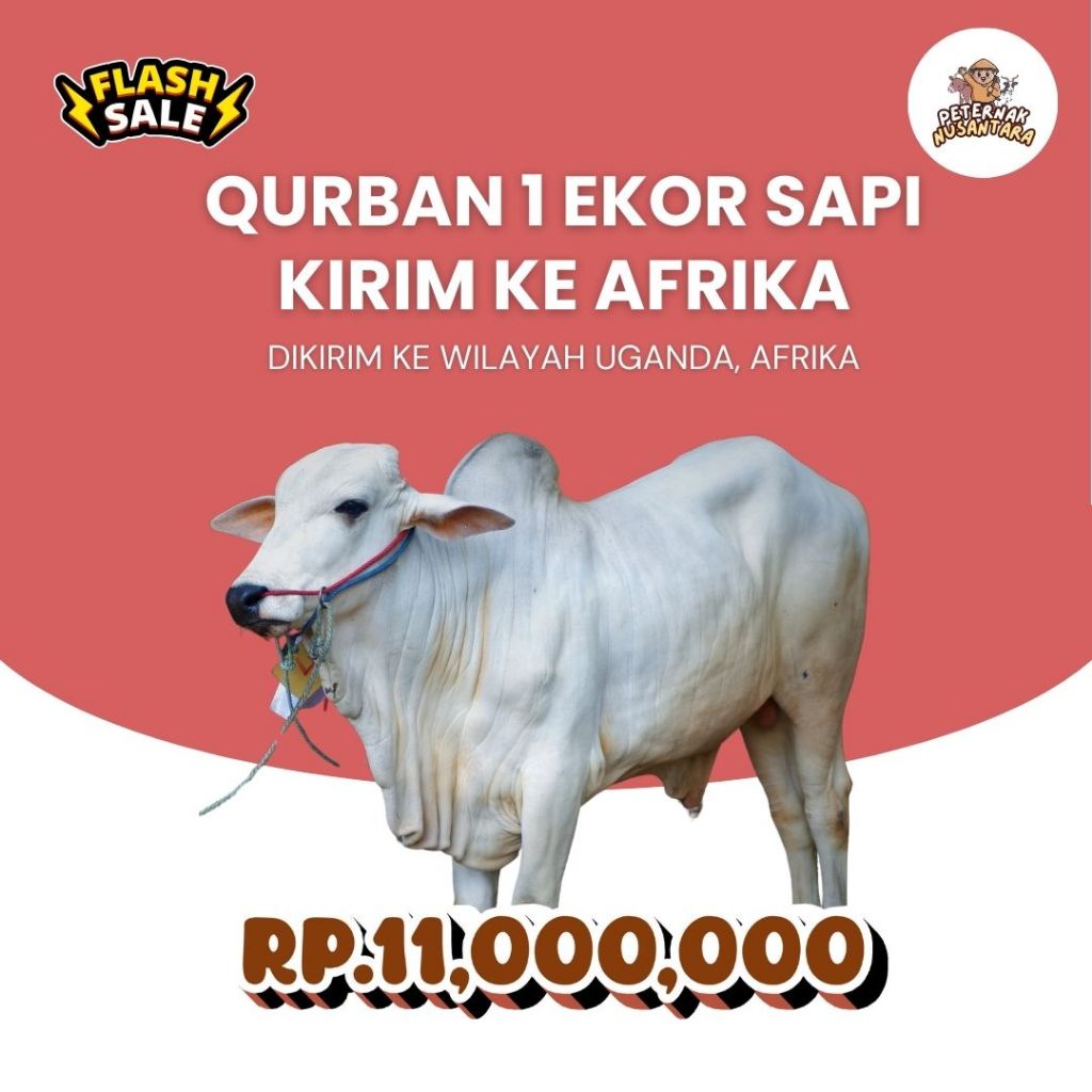 

QURBAN 1 EKOR SAPI KE AFRIKA
