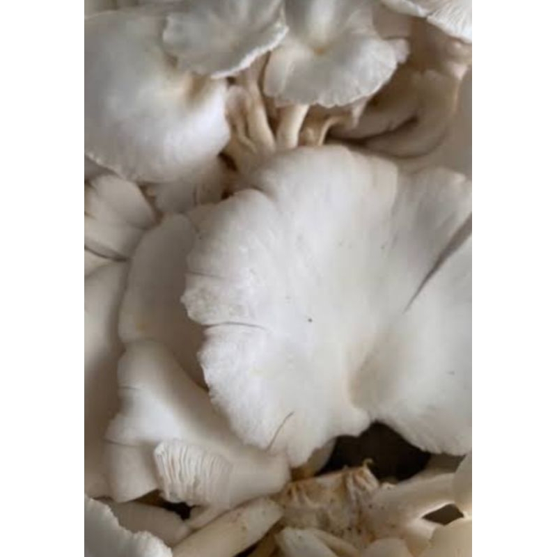 

jamur tiram putih segar fress 1kg