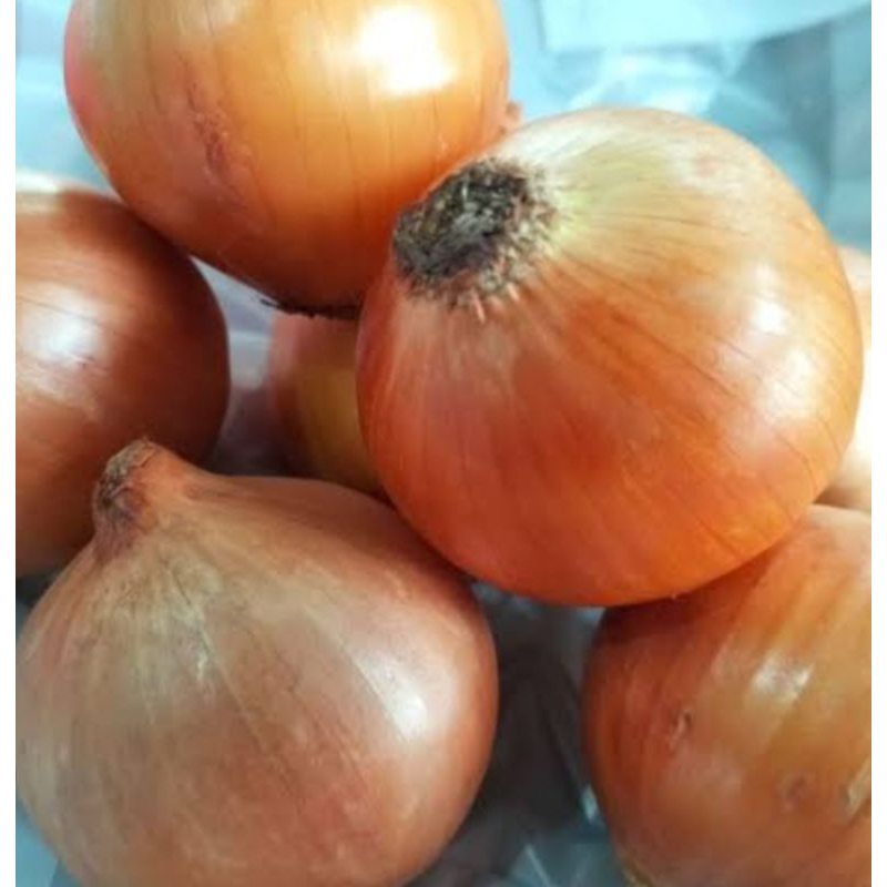 

bawang Bombay besar segar fress 1kg