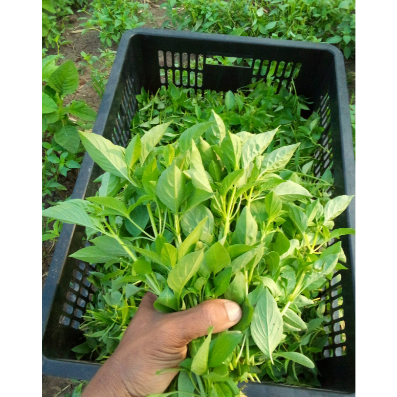 Raflezia Benih Kemangi 20 Gram Daun Lebar Ribuan Biji Gemah Seed Unggul Lambat Berbunga