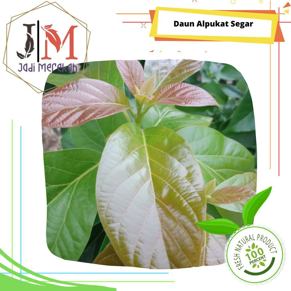 

[JM SoFresh] Daun Alpukat Segar 10 Lembar