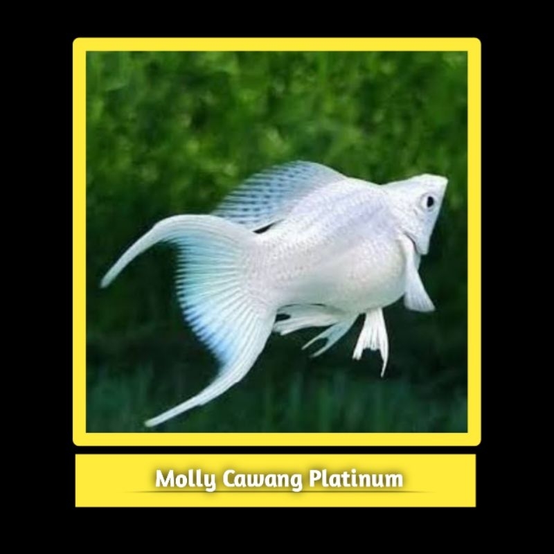 Molly Cawang Platinum