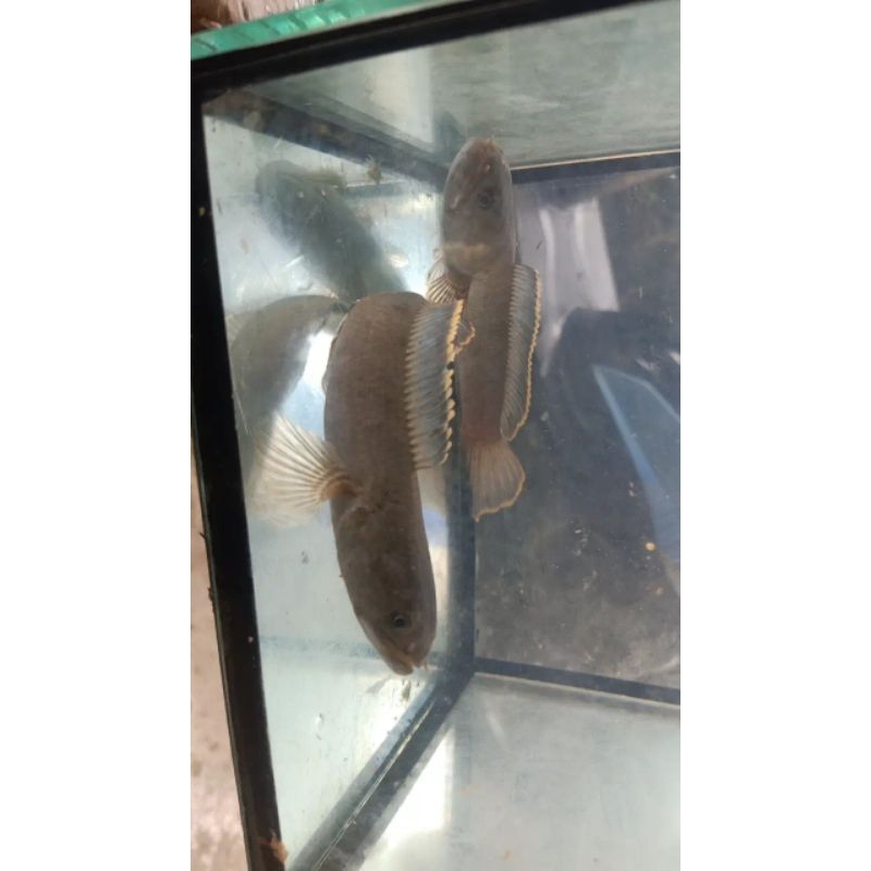 hiasan aquascpe cana limbata