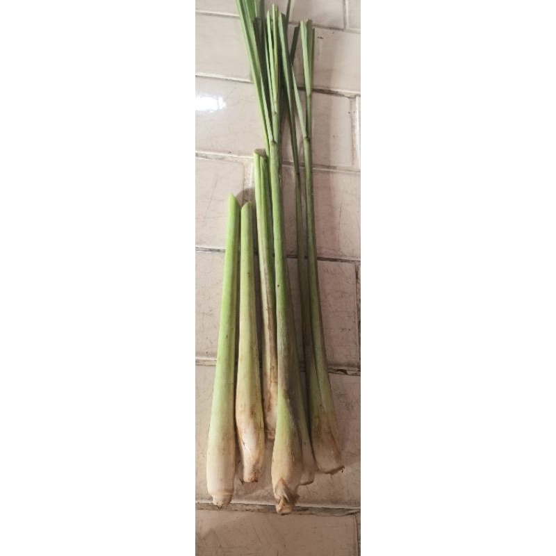 

SEREH/serei segar.serai dipakai sebagai bahan makanan dan minuman 1 pack isi 2 Pcs