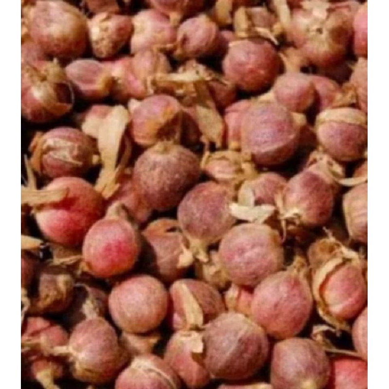 

KAPOL LAGA FRESH 100 GRAM OBAT HERBAL