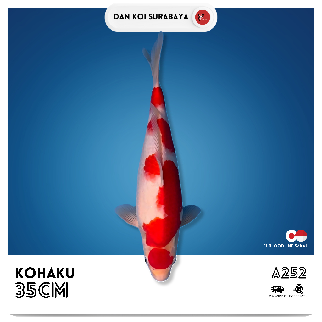 Ikan Koi Kohaku F1 Bloodline Sakai Kode A252