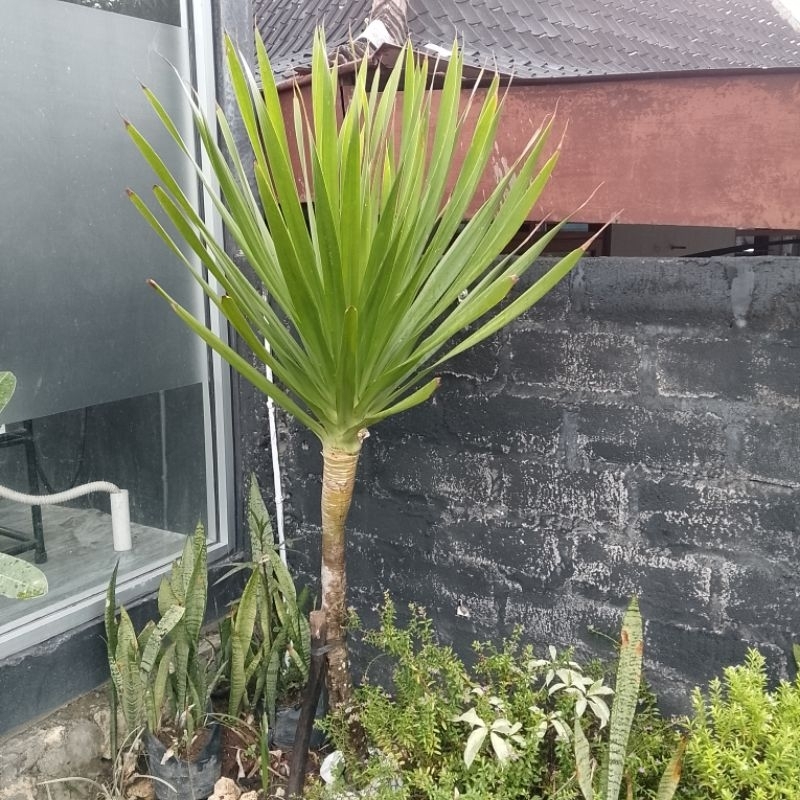 Tanaman hias pandan Bali 1,5 meter