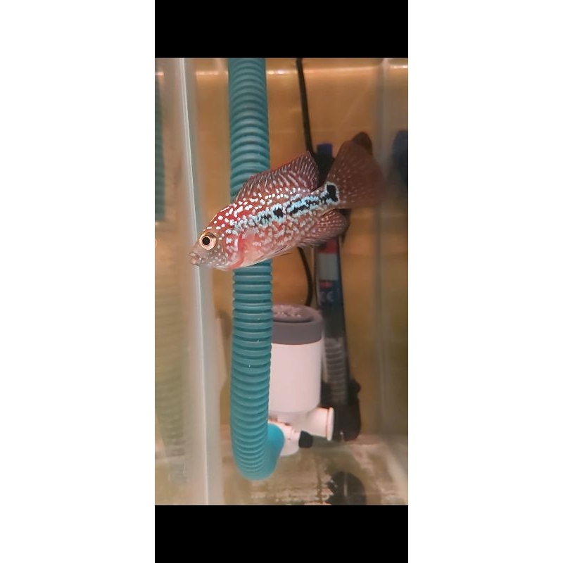 super red kamfa F2 import -+3,5cm