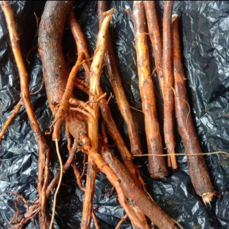 

250 g Akar pohon manggis