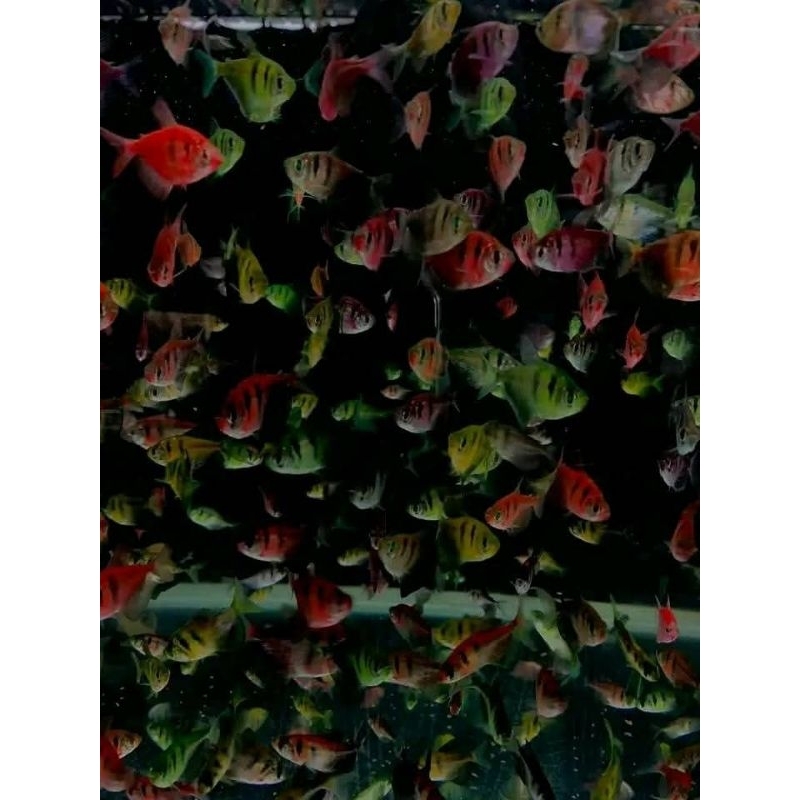 Tiger glofish 15 ekor bonus pakan