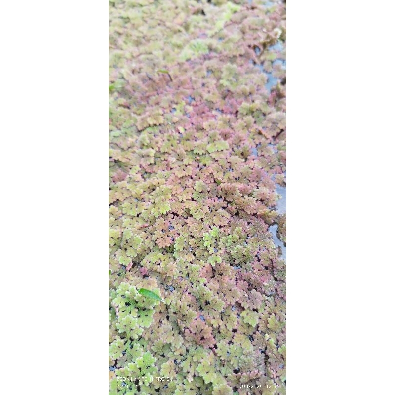 tanaman aquascape Azola tanaman apung per mika