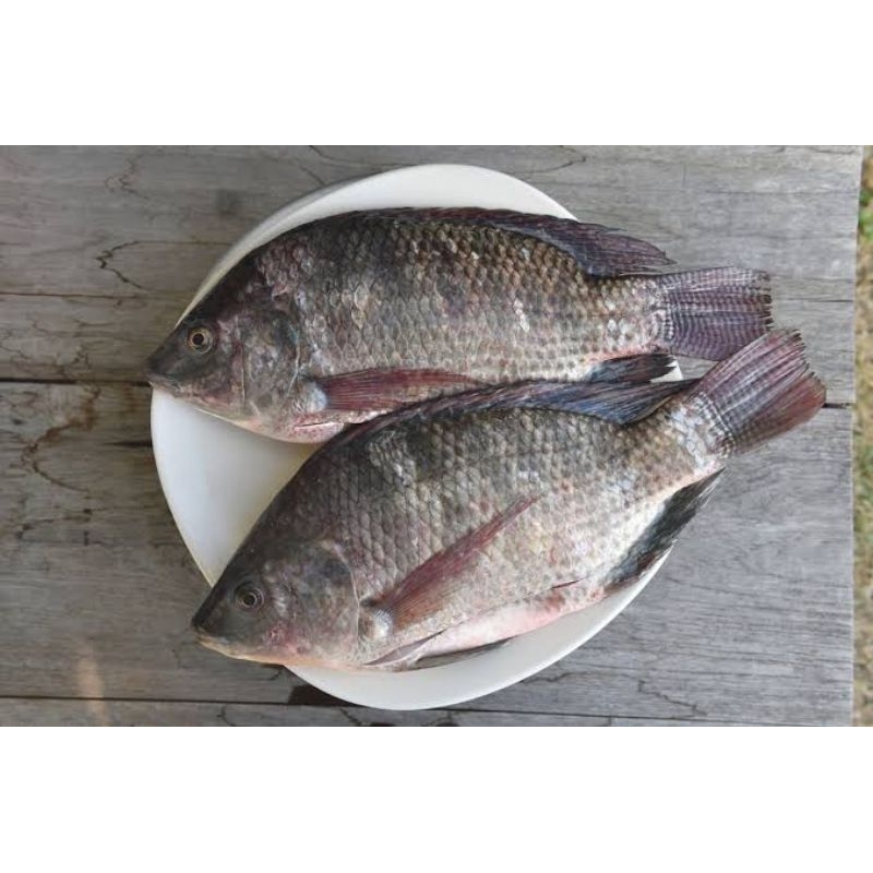 

IKAN NILA SEGAR