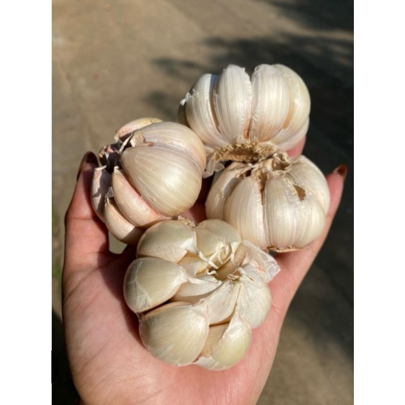 

bawang putih lokal murah sinco per 1kg