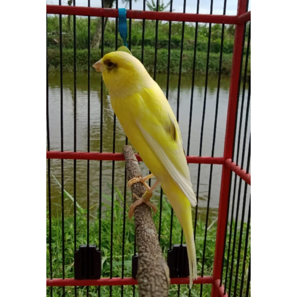 Burung Kenari F1gb Jantan Pilihan Bergaransi Kuning Punggung