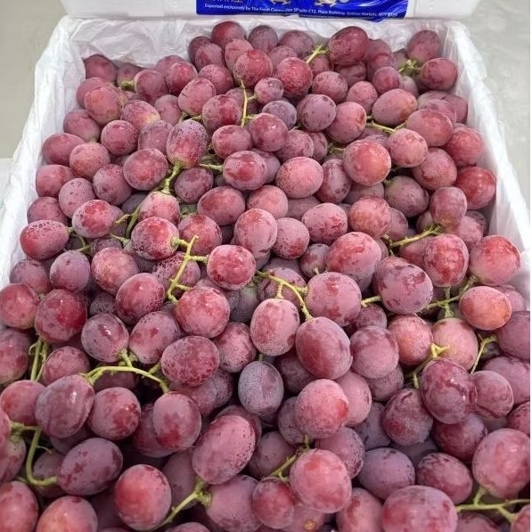 

Anggur Red Globe Ausy Manis kress 1kg
