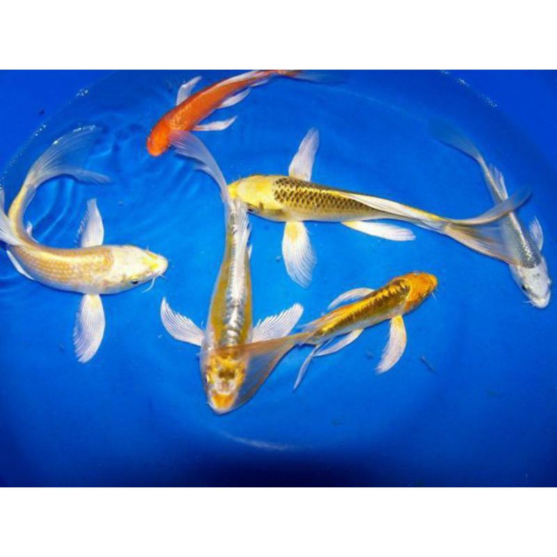 

Koi Metalik slayer GradeA Sz 10Cm Bersih