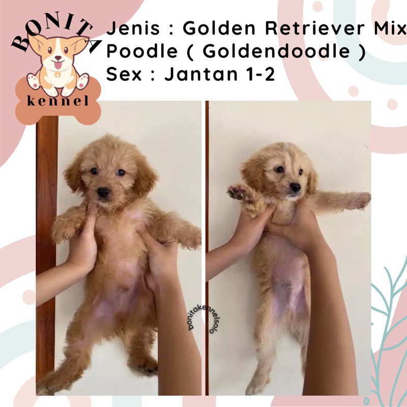 Golden Retriever Mix Poodle Goldendoodle Red Toy Poodle Anjing Jantan Betina