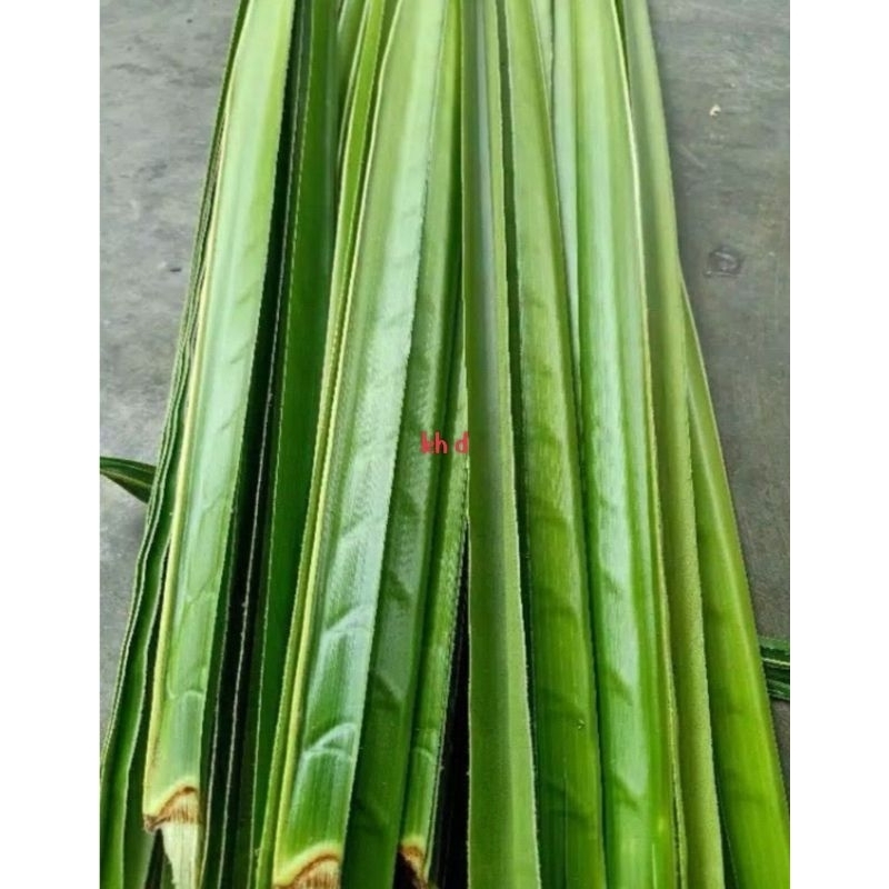 

daun kelapa hijau 15 lembar