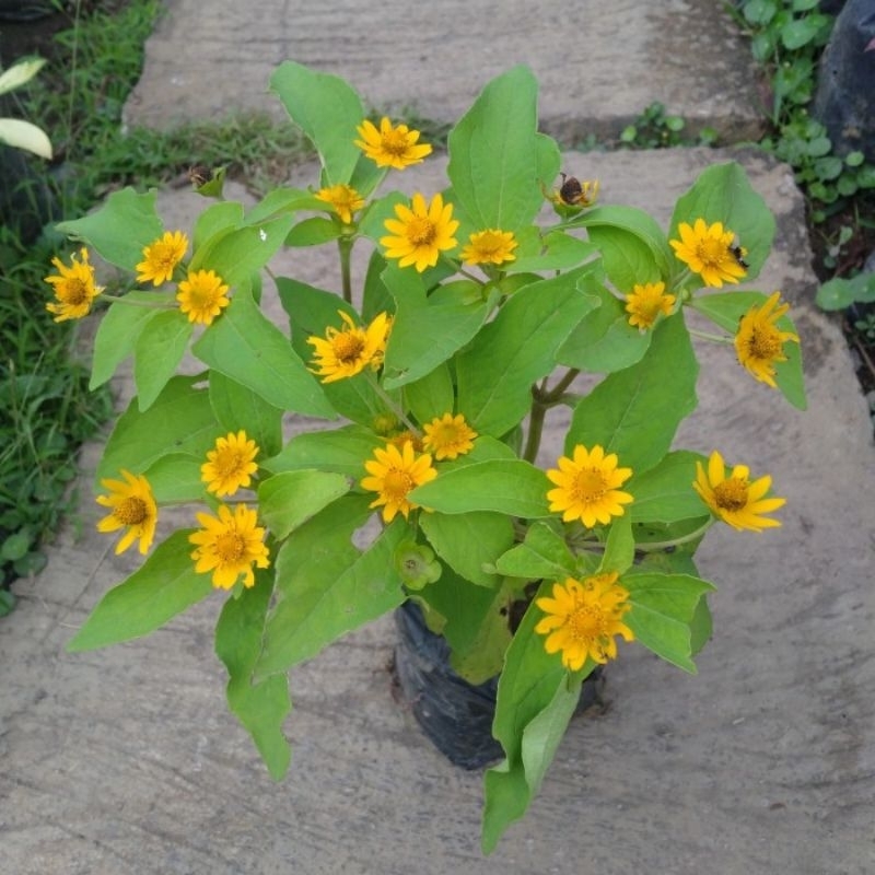 tanaman hias bunga matahari mini - bunga matahari mini - tanaman hias bunga