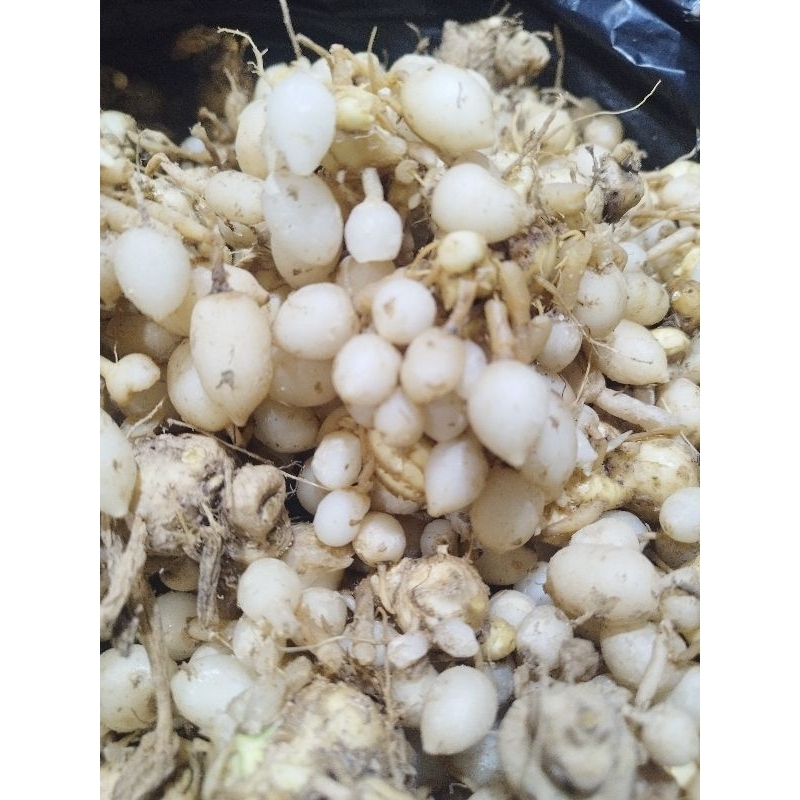 

Kunyit Putih/Temu Putih 1kg