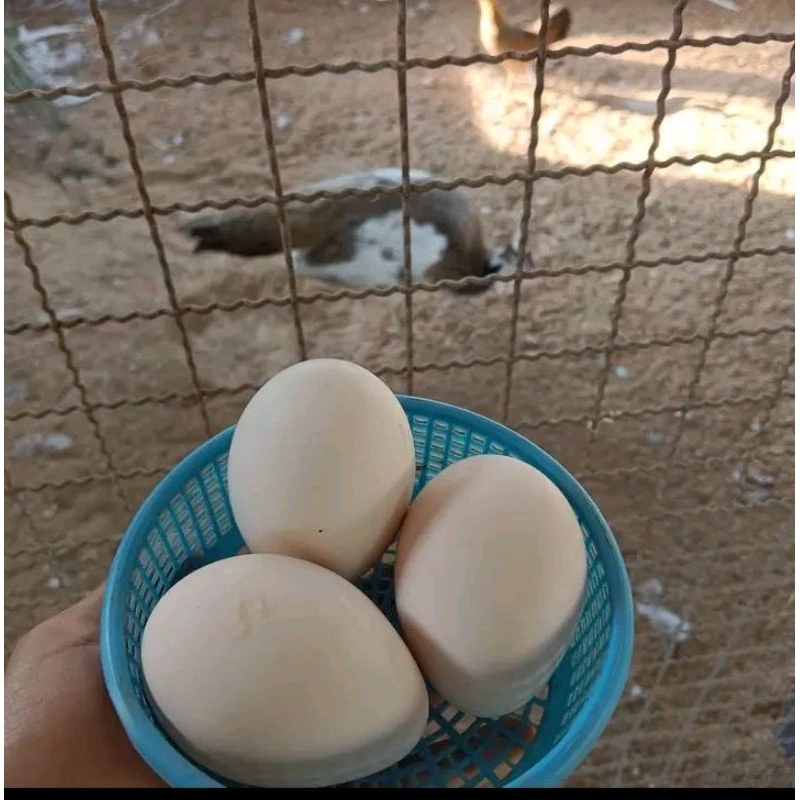 

Telur merak blorok untuk di tetaskan