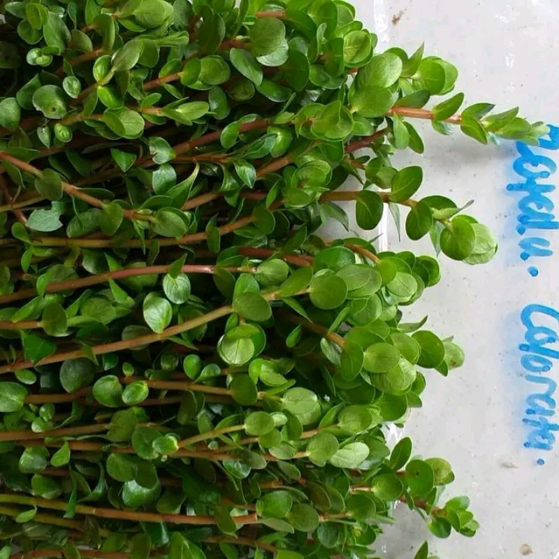 Tanaman aquascape rotala low co2