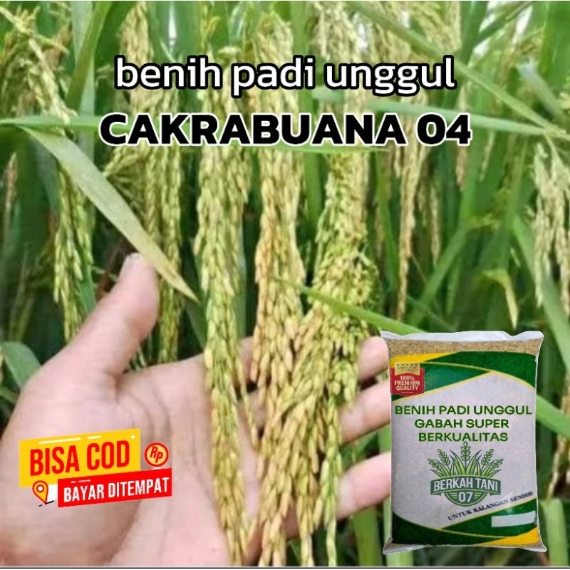 benih padi CAKRABUANA 04 kualitas unggul.2kg