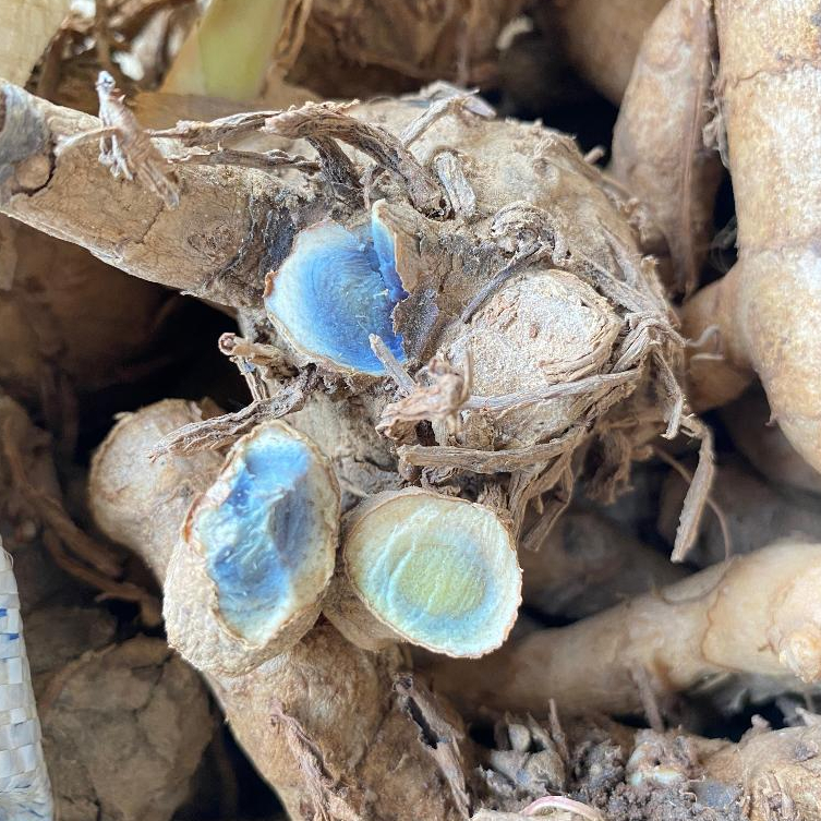 

Temu Ireng 1kg - Temu Hitam Segar Tua Organik untuk Bibit dan Jamu