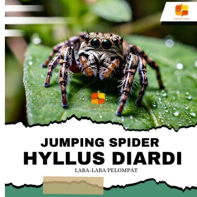 Hyllus Diardi Jumping Spider