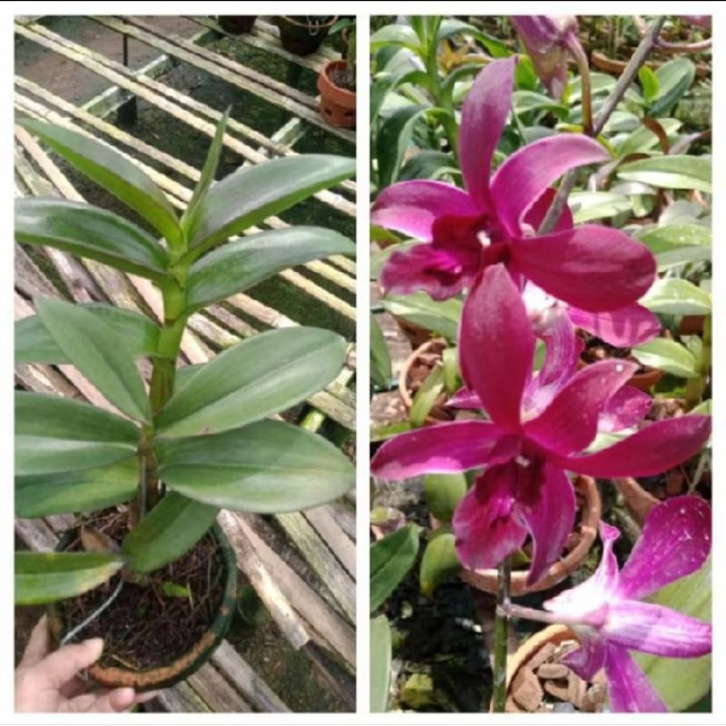 Anggrek dendrobium Caesar red