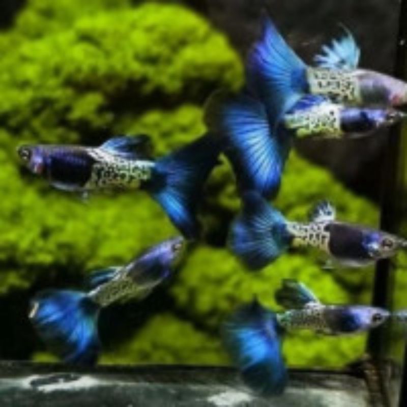 GUPPY MSBT (metal snack blue tail)
