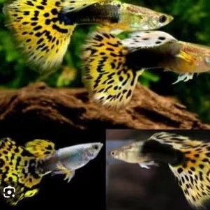 GUPPY YELLOW DRAGON