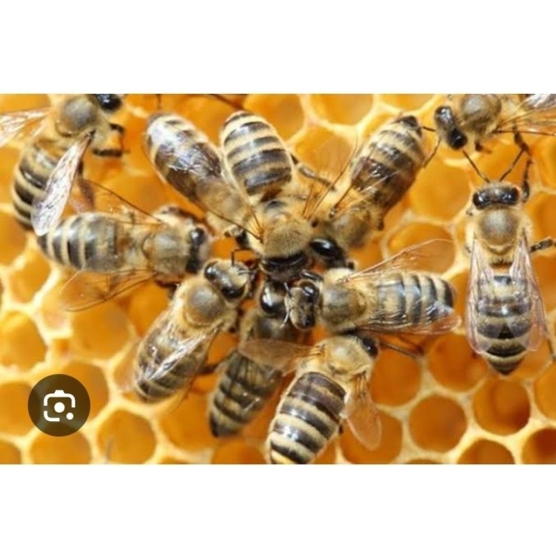 

Propolis/Propolis jamu tetes herbal alami/original 100%