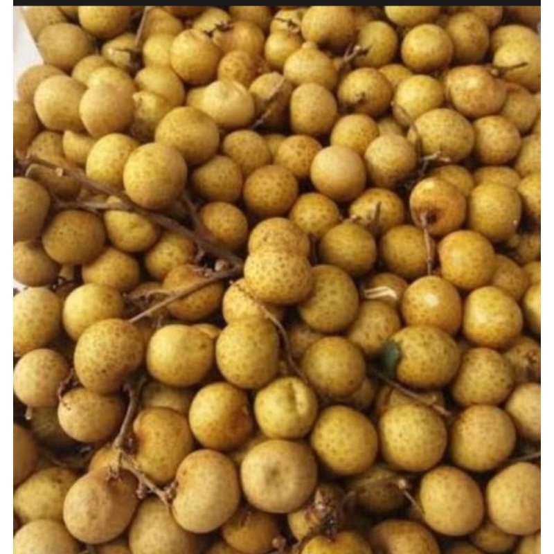 

Kelengkeng manis segar fresh 1kg