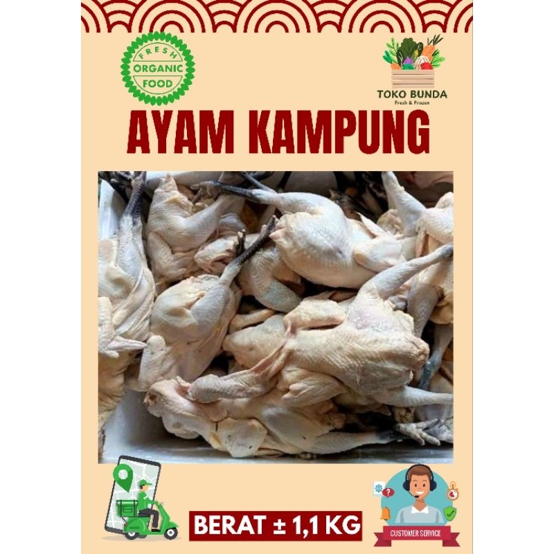 

Ayam Kampung 1 kg up Ayam Kampung Organik Ayam Kampung Murah