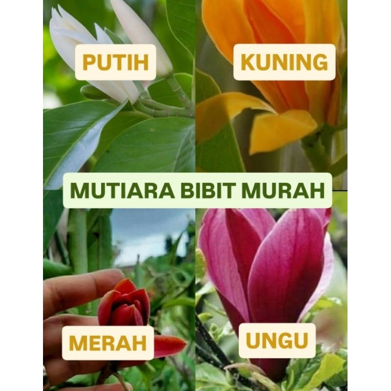 Paket isi 4 pohon bibit kantil merah putih unggu kuning