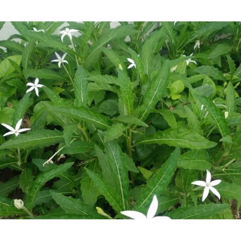 

Daun kitolod segar / daun kitolo fresh 500 gram